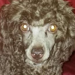 Poodles from Carol's AKC Poodles