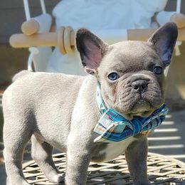 French Bulldogs from Gorgeous French Bulldogs