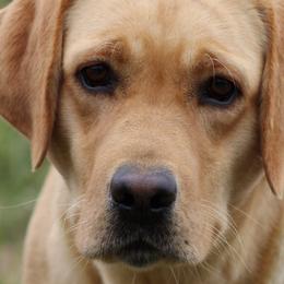 Kitty - Labrador Retriever