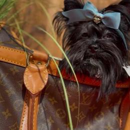 PheNty - Black and gold female Yorkshire Terrier puppy in Prosper, Texas from DaintyDawlz