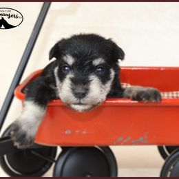 AKC 25011 - Black and silver male Miniature Schnauzer puppy in Mount Airy, Georgia from Miniature Schnauzers GA, LLC