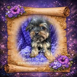 Teddy - Black and tan male Yorkshire Terrier puppy in Silverhill, Alabama from Malteseuluv’s Tiny Treasurers