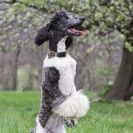 Vada - Poodle