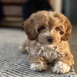 American Bullies and Australian Labradoodles from Poodles and Labradoodles breeder