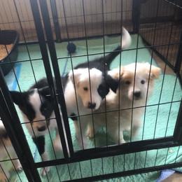 Border Collie Puppies from Cahill’s Canines