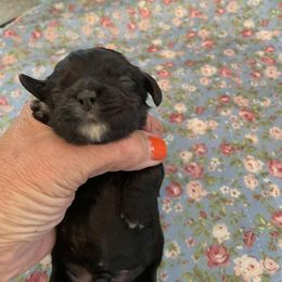 Girl 4 - Black female Cocker Spaniel puppy in Charleston, Tennessee from Nefer's Kennel
