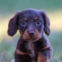 Boy 1 - male Dachshund puppy in Star City, Arkansas from Paisley’s Prissy Pups