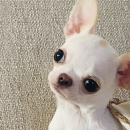 Tiny Dolly - $5900 - Cream and white Chihuahua puppy in Spring Hill, Florida from Stardom Chihuahuas