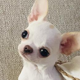 Tiny Dolly - $5900 - Cream and white Chihuahua puppy in Spring Hill, Florida from Stardom Chihuahuas