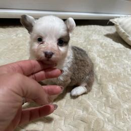 Daisy - Sable female Pembroke Welsh Corgi puppy in Decatur, Texas from Bar S Corgis