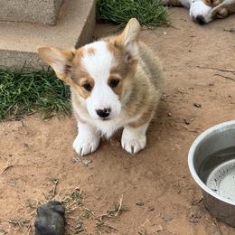 Bear - Sable male Pembroke Welsh Corgi puppy in Millsap, Texas from Punchy Pembroke Ranch