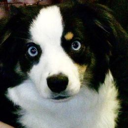 Ringo - Miniature American Shepherd