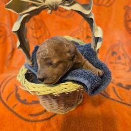 Max - Apricot male Poodle puppy in Cedar Grove, North Carolina from Toy Poodles of NC