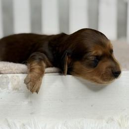 Heath - Red male Dachshund puppy in Goodyear, Arizona from D&C Royal Dachshunds LLC