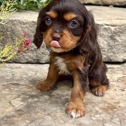 Messi - Chocolate female Cavalier King Charles Spaniel puppy in Draper, Utah from Peaks Pups & Cavachon Love Chocolate Cavaliers, Cavaliers, Cavachon’s, Cavapoos & Havanese