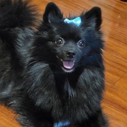 Luna - Pomeranian