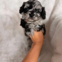 Benny - Merle male Cavapoo puppy in Somerset, Kentucky from Hilltop Doodles KY LLC