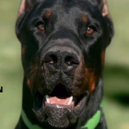 Doberman Pinschers from Valois Suprême Dobermanns