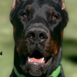 Doberman Pinschers from Valois Suprême Dobermanns