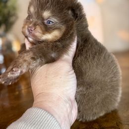 Kelly - Chocolate and tan female Pomeranian puppy in Kilgore, Texas from 5 Star Poms