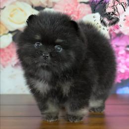 Bryson - Black and tan male Pomeranian puppy in Fultonville, New York from Sandy Aussies & Pomeranians