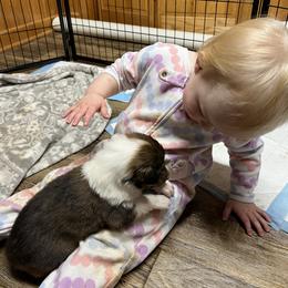 Collie Puppies from Jolly Collies