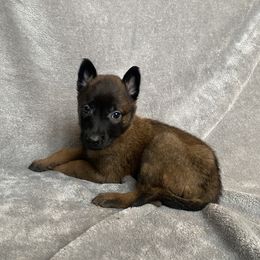 Belgian Malinois Puppies from KCK9