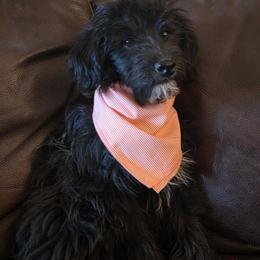 Buster - male Assorted Doodle Crosses puppy in Churchill County Fallon, Nevada from Card Family Ranch