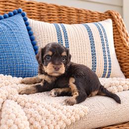 Caramel - Chocolate female Cavapoo puppy in Floyd, Virginia from Hearts and Paws Poodles and Doodles
