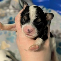 Tri Color Boy-2 - Tri-color male Cavapoo puppy in San Diego, California from WW Cavapoos