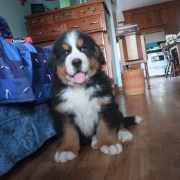 Bernese Mountain Dog Puppies from Emerald Acres Bernese