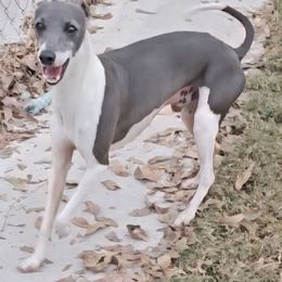 Barron - White and blue male Italian Greyhound puppy in Cadwell, Georgia from All The DoDa Day Italian Greyhounds
