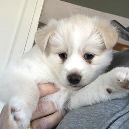 Bernedoodle and Pomsky Puppies from Cottonwood Pomskies and Bernedoodles