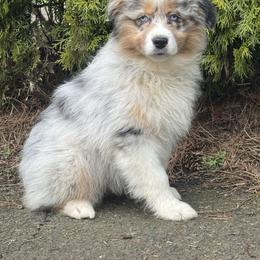 Bmf2 - Blue merle female Australian Shepherd puppy in Chehalis, Washington from Wandering Acres Ranch