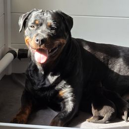 Star - Rottweiler