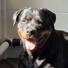 Star - Rottweiler