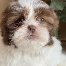 Boy 3 Gucci - Liver and white male Shih Tzu puppy in Troy, Michigan from "Shihtzu Best Friend"