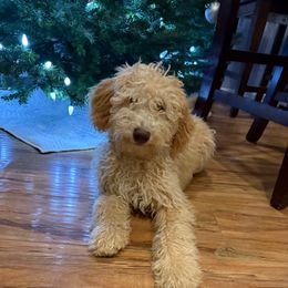 Ace - Cream male Goldendoodle puppy in Moreno Valley, California from Rainbow SoCal Doodles