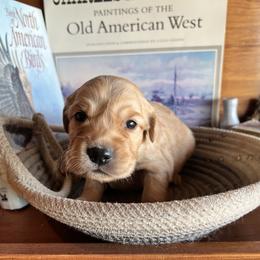 Red - Golden male Golden Retriever puppy in Leadore, Idaho from Gunsight Goldens