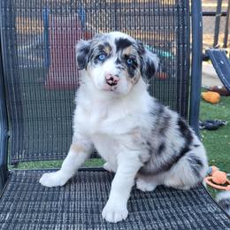 Ginger - Blue merle female Border Collie puppy in Morgan, Texas from Shooting Star Ranch