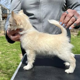 Chihuahua Puppies from Bravo Chihuahuas