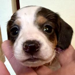 Hazelnut - Chocolate and tan male Dachshund puppy in Madison, Indiana from McCollough's Pawsome Spaniels and Danny's Delightful Dachshunds