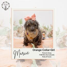 Orange Collar - Marcie - Chocolate merle female Bernedoodle puppy in Lexington, North Carolina from Deborah’s Doodles