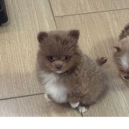 AKC GOLDIE - Lavender male Pomeranian puppy in Wyandotte, Michigan from FAITHOPELOVE POMS KENNELS