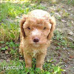 Hercule - Golden male Cockapoo puppy in Sunset, Louisiana from Cano Cockapoos