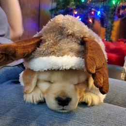English Setter, Golden Retriever, and Gordon Setter Puppies from Katherine Lirette