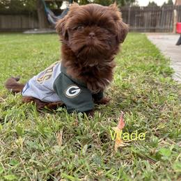 Shih Tzu Puppies from Butterfly Shih Tzu Pups