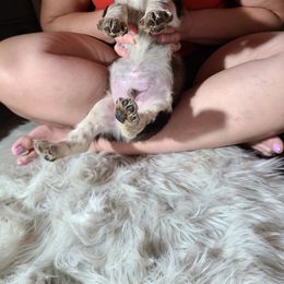 English Springer Spaniel Puppies from Savannah River Springers