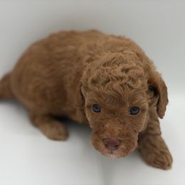 Willow - Red  female Poodle puppy in Southampton, New Jersey from Lavishly Loved Pets LLC