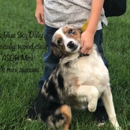 Sky - Miniature Australian Shepherd